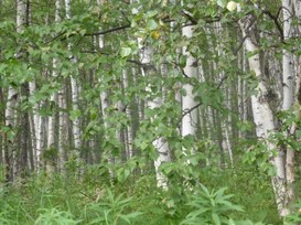 A spasso per il bosco