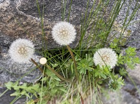 IL VALORE DELLA CONOSCENZA