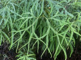 Cisco: un aiuto per le PMI e una rete IA araba