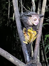 Ransomware: non demordere